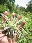 TILLANDSIA : OAXACANA